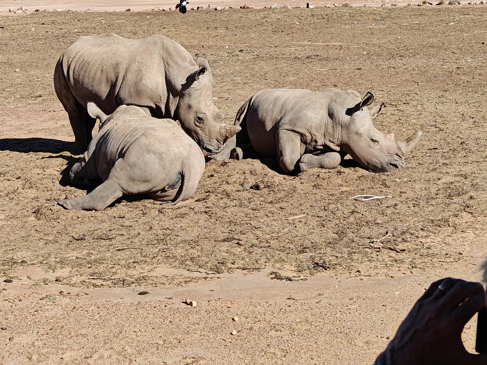 Aquila Game Reserve - Safari 29